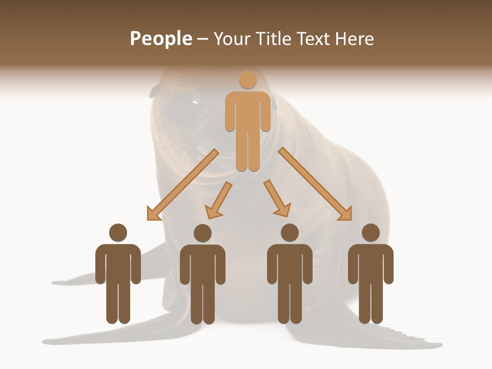 Zalophus Californianus Young Animal Isolated On White PowerPoint Template