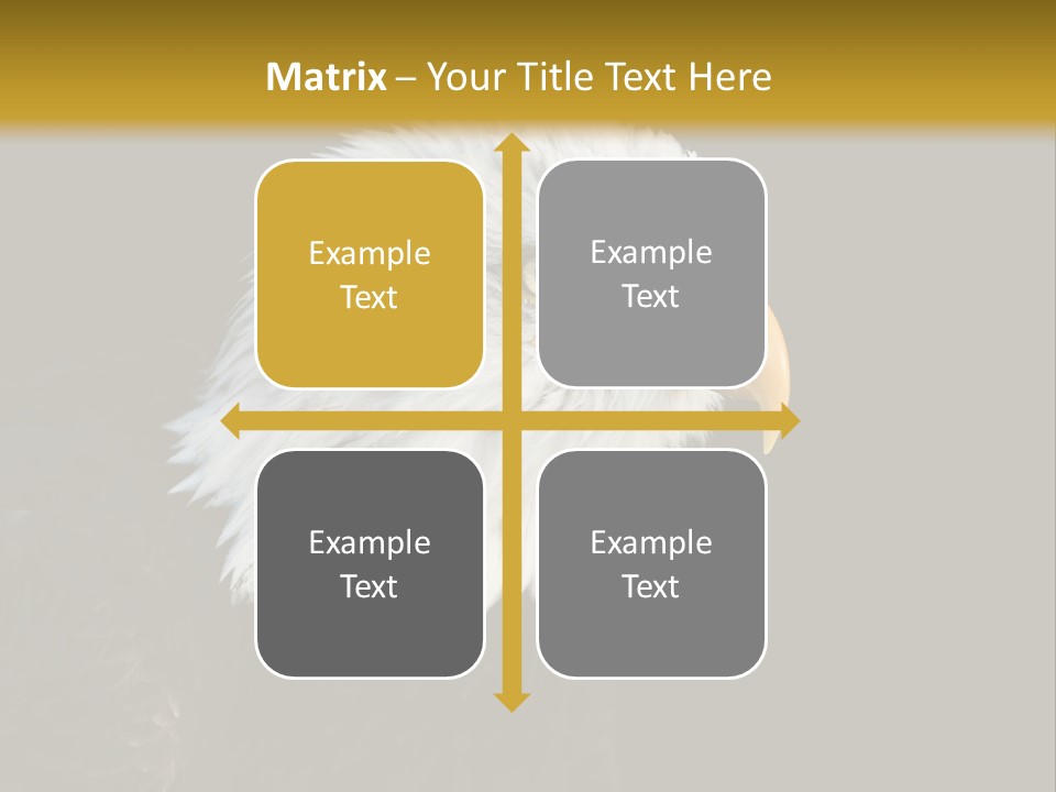 Head Haliaeetus American PowerPoint Template