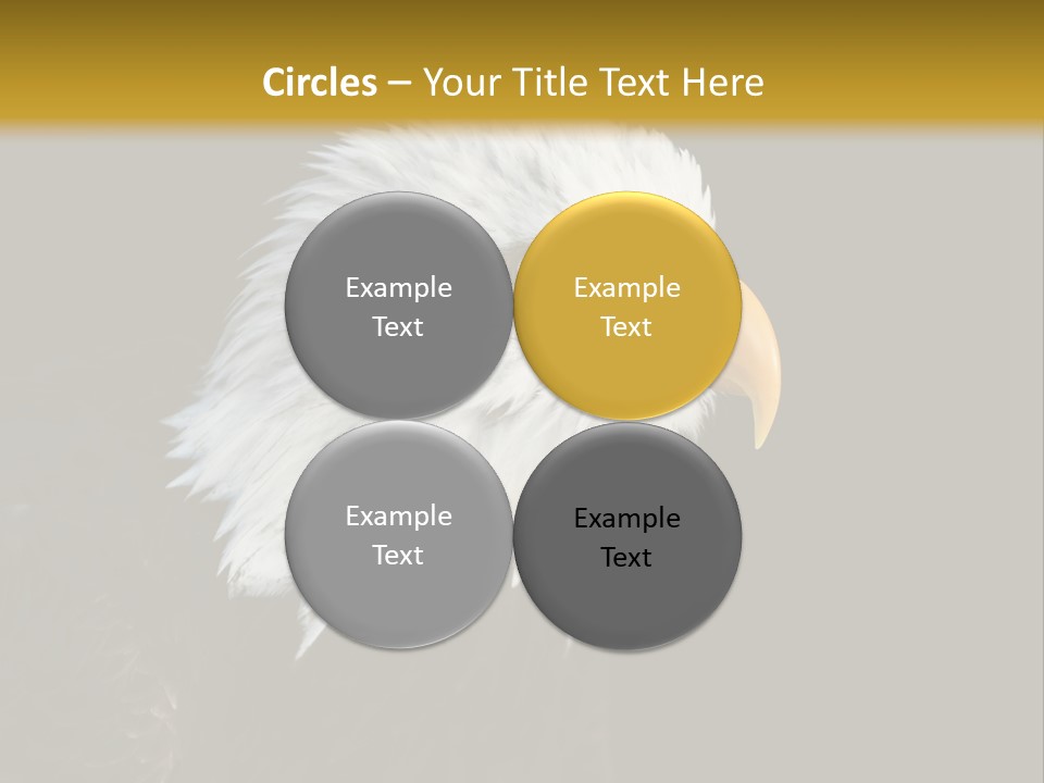 Head Haliaeetus American PowerPoint Template