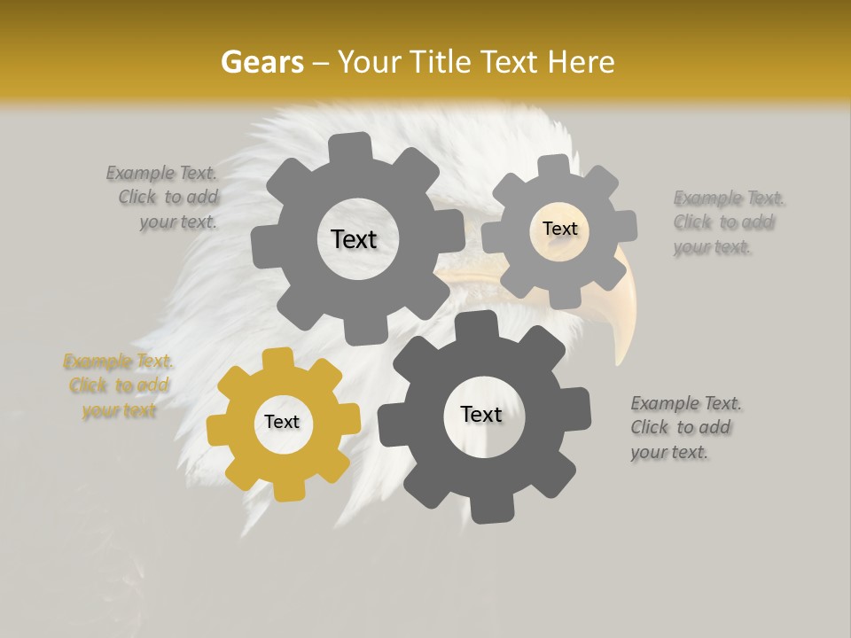 Head Haliaeetus American PowerPoint Template