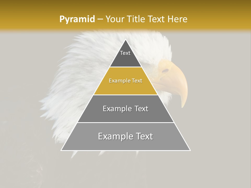Head Haliaeetus American PowerPoint Template
