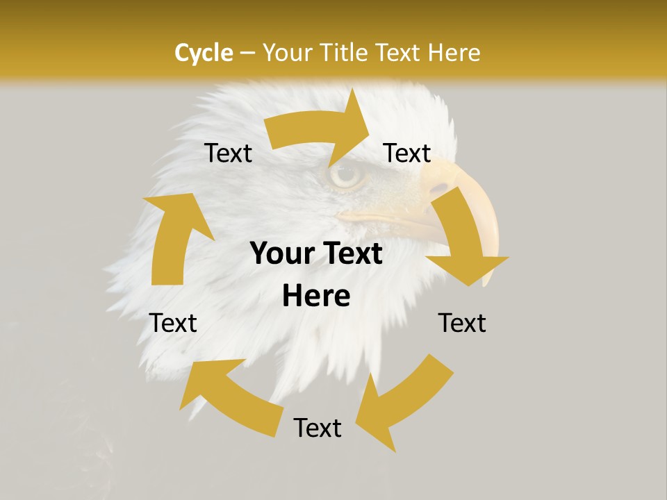 Head Haliaeetus American PowerPoint Template