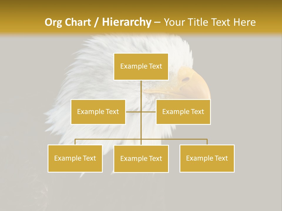 Head Haliaeetus American PowerPoint Template