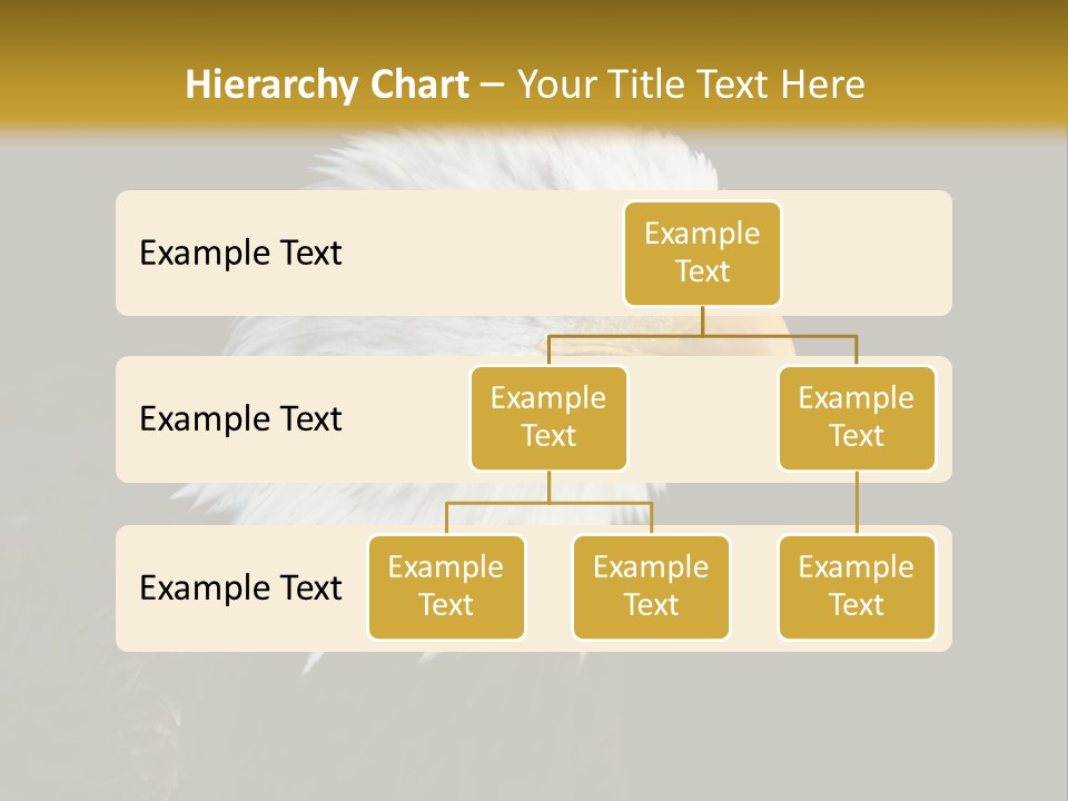 Head Haliaeetus American PowerPoint Template