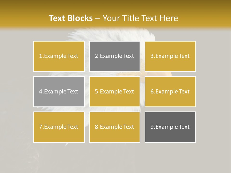 Head Haliaeetus American PowerPoint Template