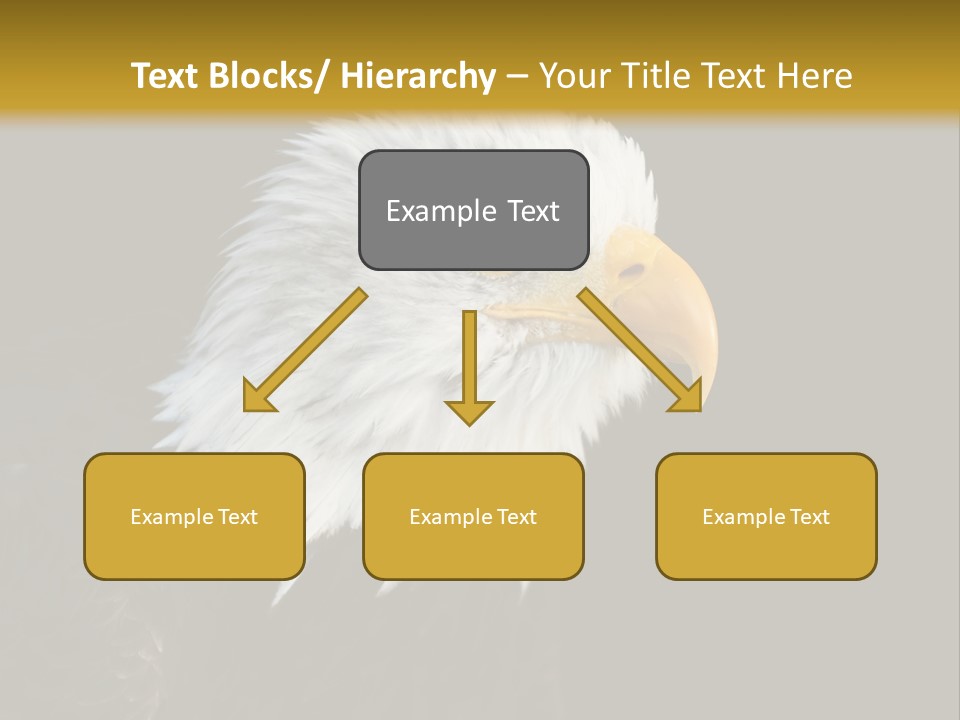 Head Haliaeetus American PowerPoint Template