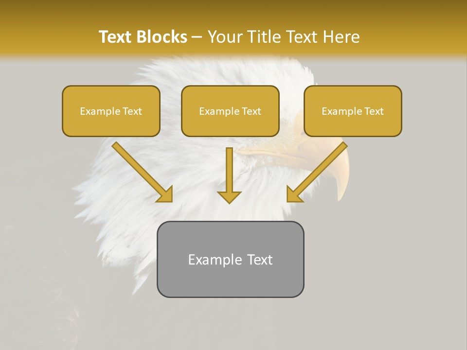 Head Haliaeetus American PowerPoint Template