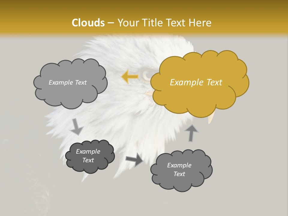 Head Haliaeetus American PowerPoint Template