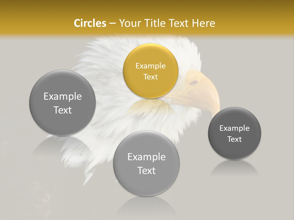 Head Haliaeetus American PowerPoint Template