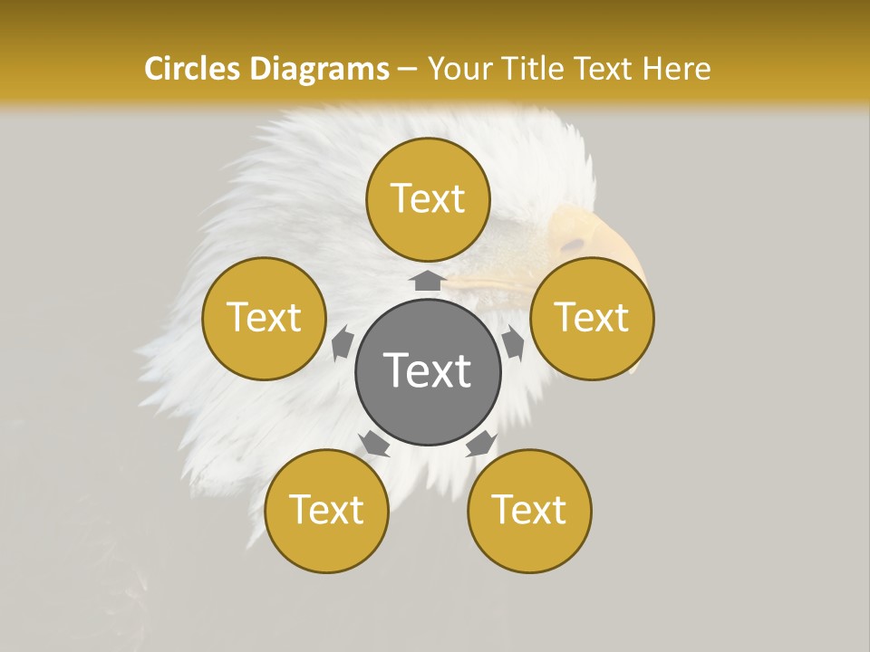 Head Haliaeetus American PowerPoint Template