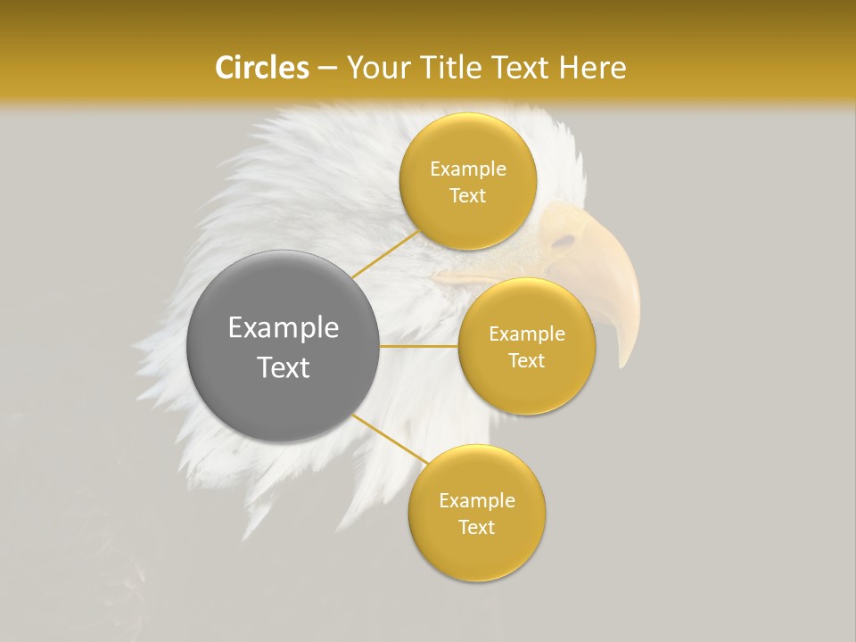 Head Haliaeetus American PowerPoint Template