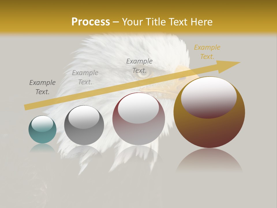 Head Haliaeetus American PowerPoint Template