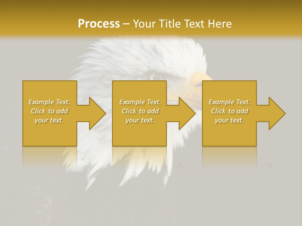 Head Haliaeetus American PowerPoint Template
