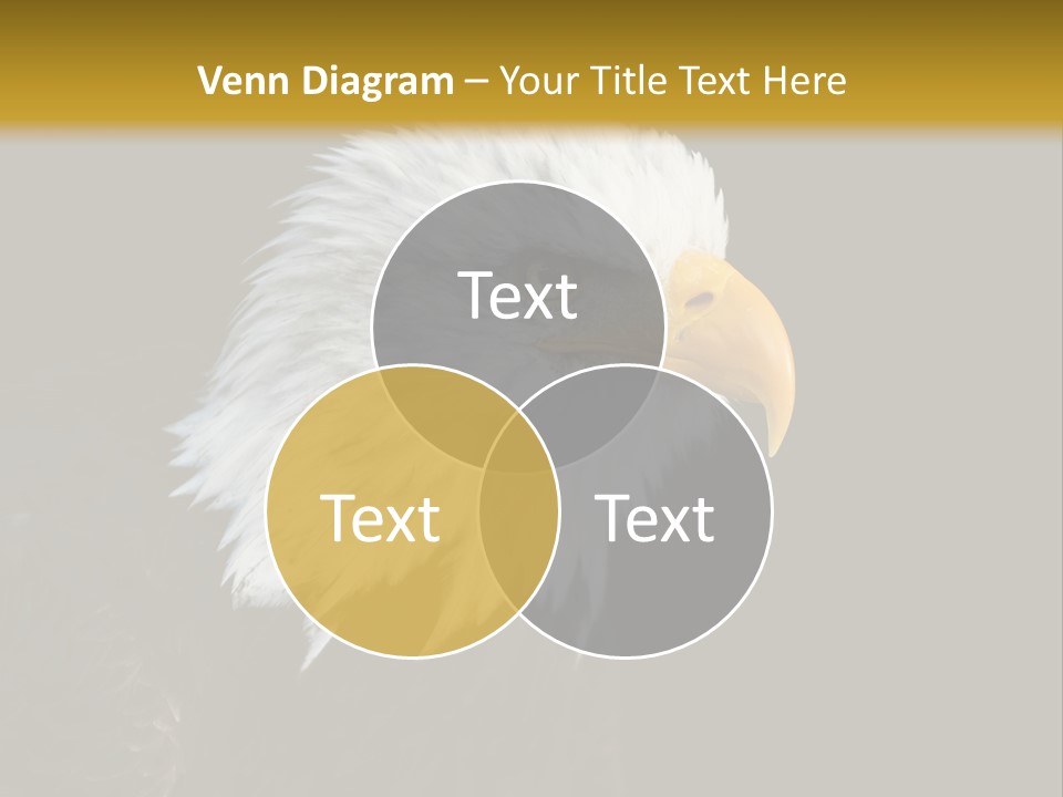 Head Haliaeetus American PowerPoint Template