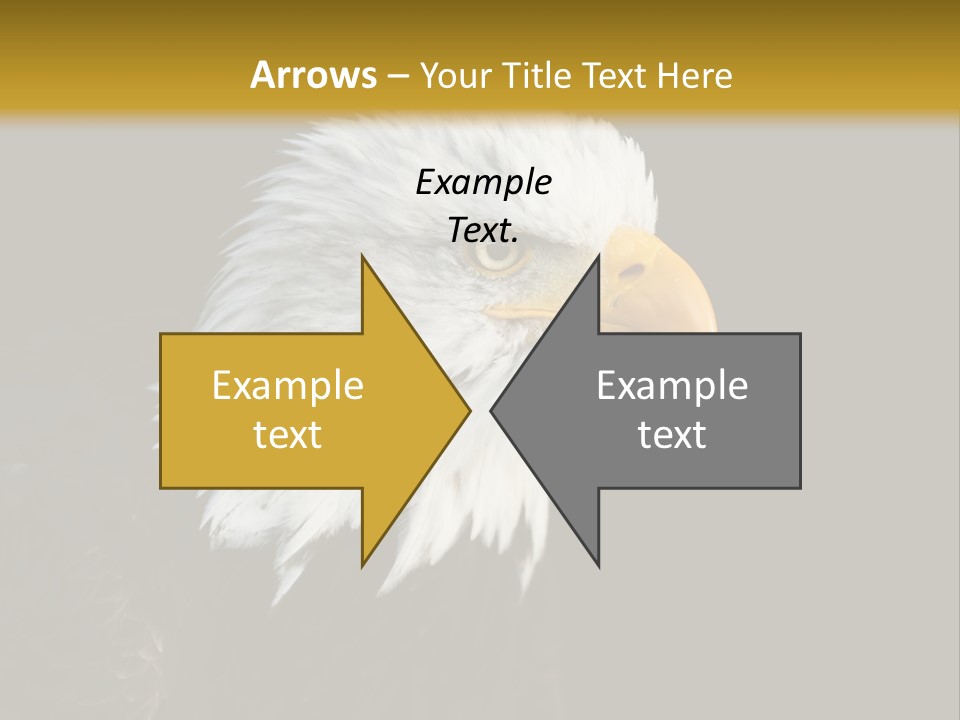 Head Haliaeetus American PowerPoint Template