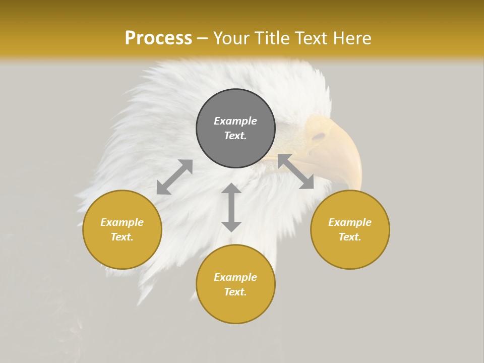 Head Haliaeetus American PowerPoint Template