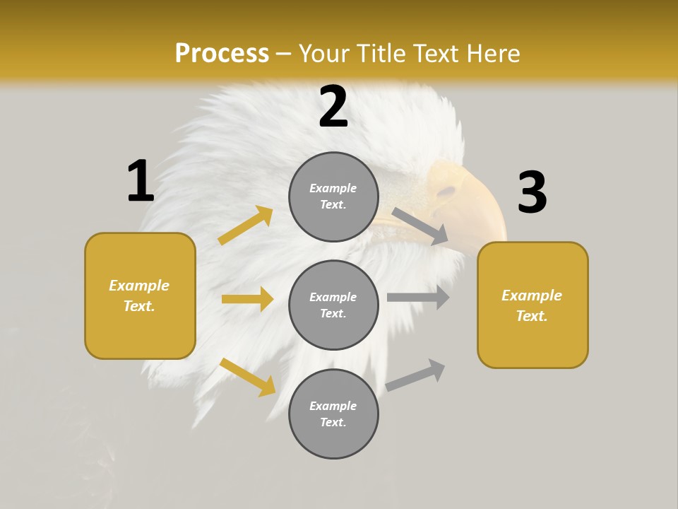 Head Haliaeetus American PowerPoint Template
