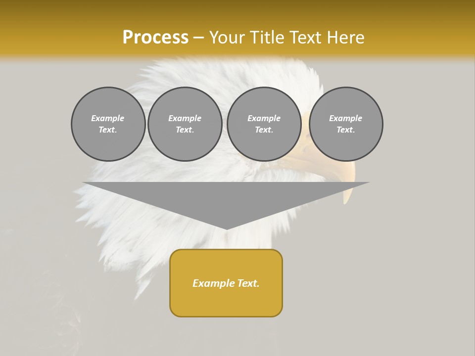 Head Haliaeetus American PowerPoint Template