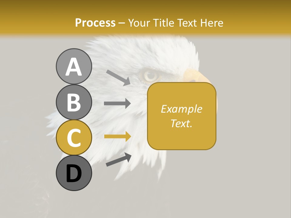 Head Haliaeetus American PowerPoint Template