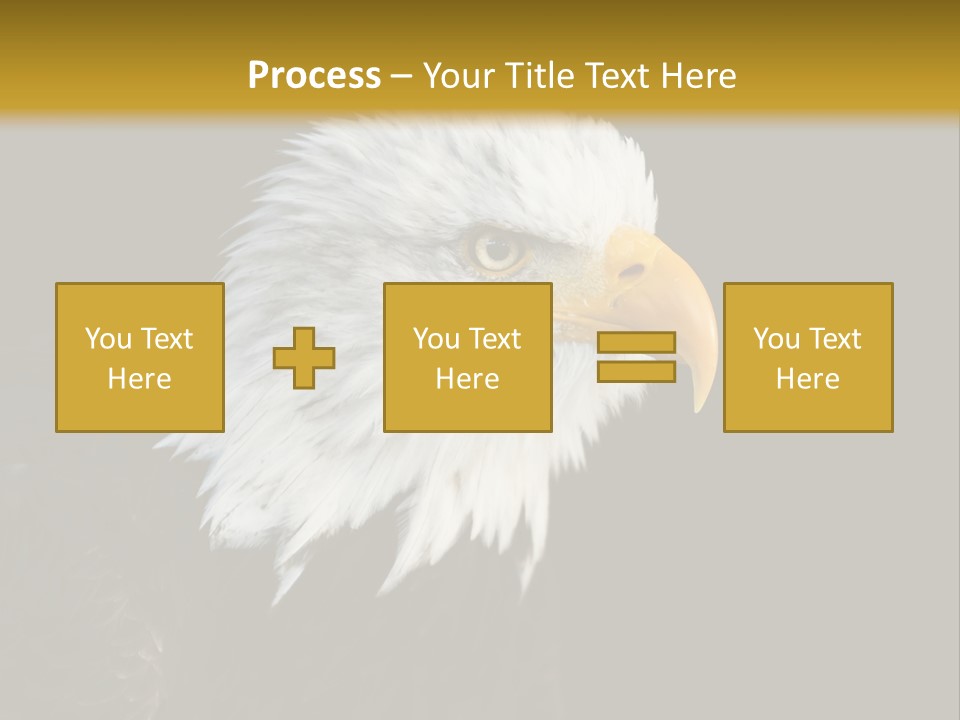 Head Haliaeetus American PowerPoint Template