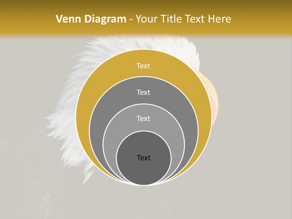 Head Haliaeetus American PowerPoint Template