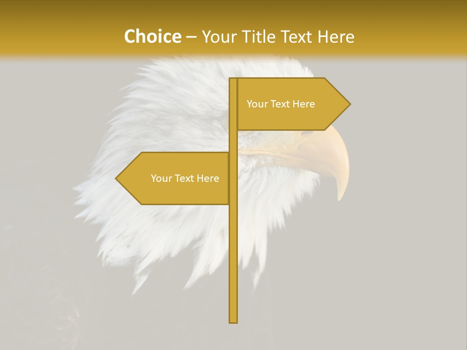 Head Haliaeetus American PowerPoint Template