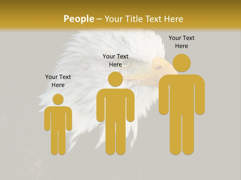 Head Haliaeetus American PowerPoint Template