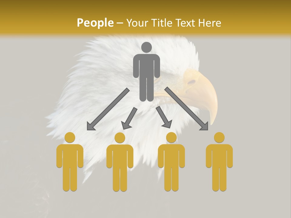 Head Haliaeetus American PowerPoint Template