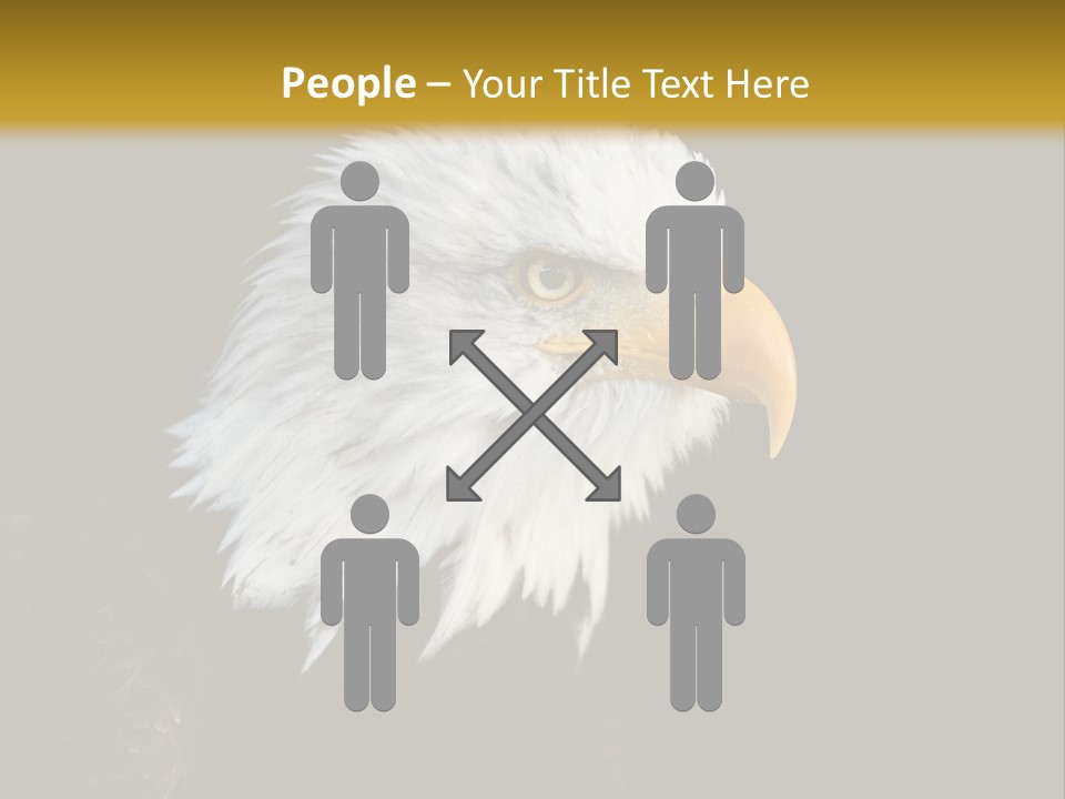 Head Haliaeetus American PowerPoint Template