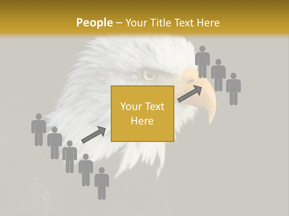 Head Haliaeetus American PowerPoint Template