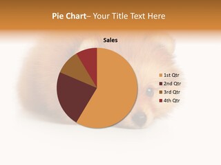 Cute Staring Horizontal PowerPoint Template