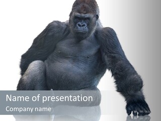 Sit King Kong Young PowerPoint Template