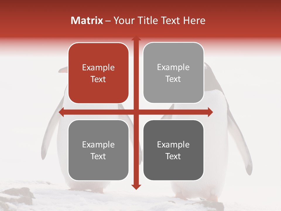 Tourism Pygoscelis Papua Wildlife PowerPoint Template