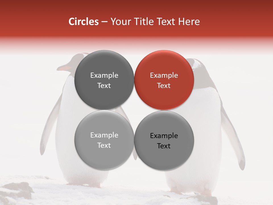 Tourism Pygoscelis Papua Wildlife PowerPoint Template