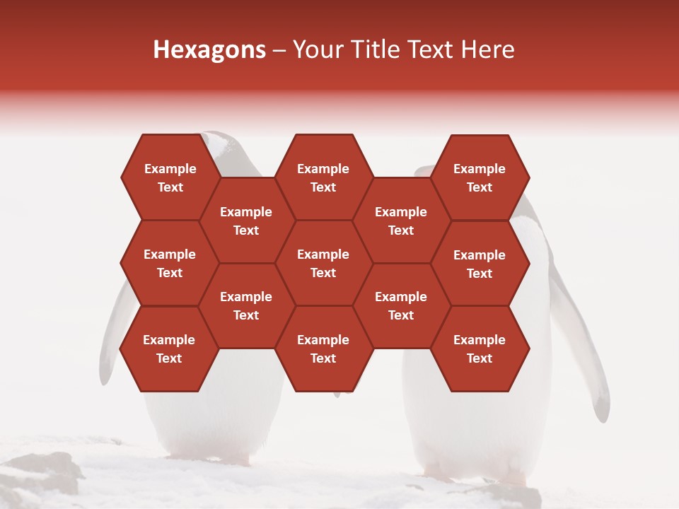 Tourism Pygoscelis Papua Wildlife PowerPoint Template