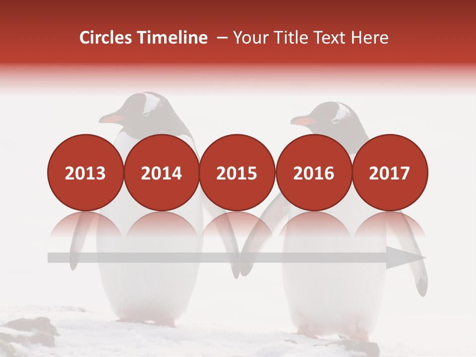 Tourism Pygoscelis Papua Wildlife PowerPoint Template