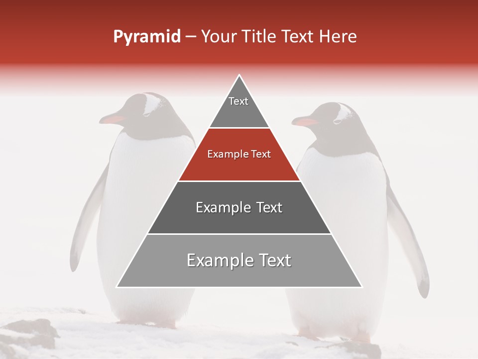 Tourism Pygoscelis Papua Wildlife PowerPoint Template