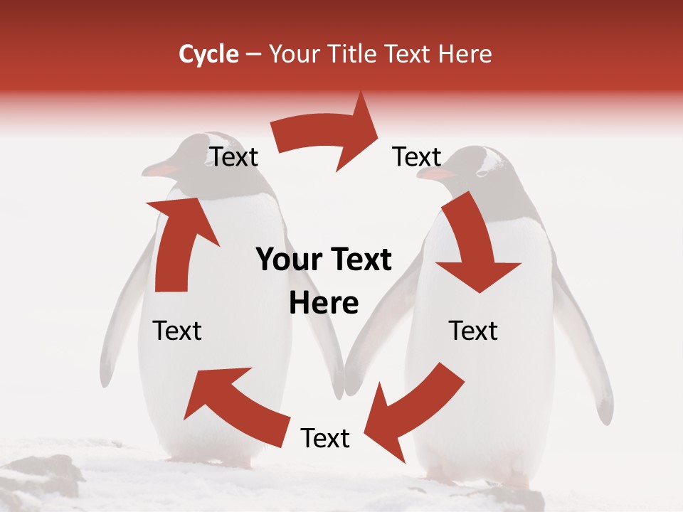 Tourism Pygoscelis Papua Wildlife PowerPoint Template