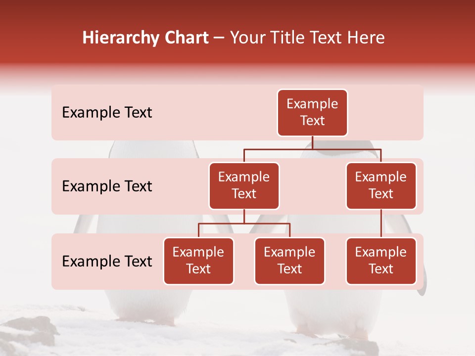 Tourism Pygoscelis Papua Wildlife PowerPoint Template
