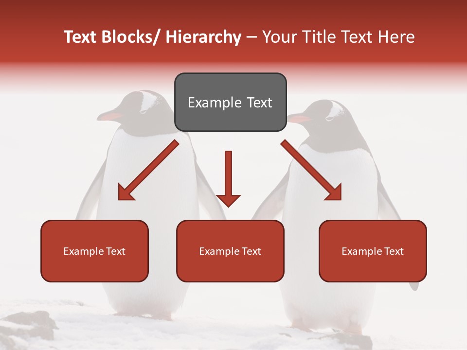 Tourism Pygoscelis Papua Wildlife PowerPoint Template