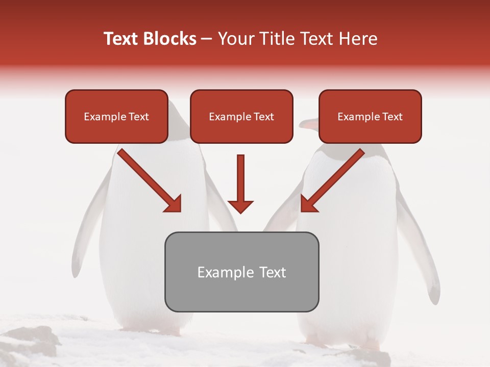 Tourism Pygoscelis Papua Wildlife PowerPoint Template