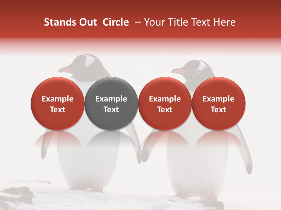 Tourism Pygoscelis Papua Wildlife PowerPoint Template