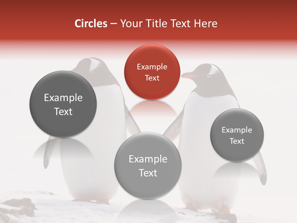 Tourism Pygoscelis Papua Wildlife PowerPoint Template