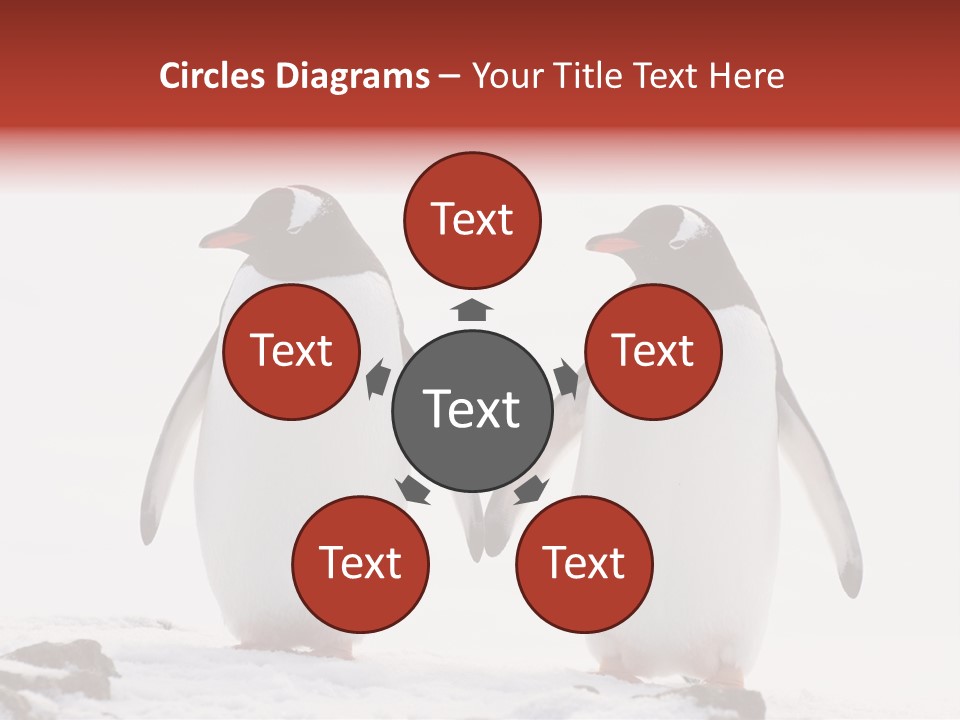 Tourism Pygoscelis Papua Wildlife PowerPoint Template