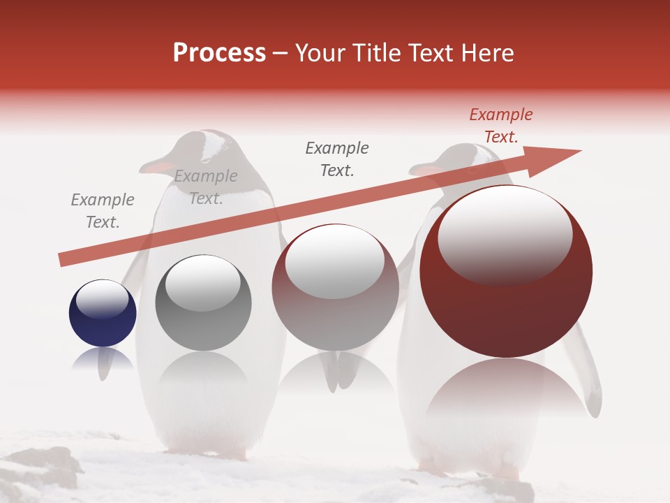 Tourism Pygoscelis Papua Wildlife PowerPoint Template