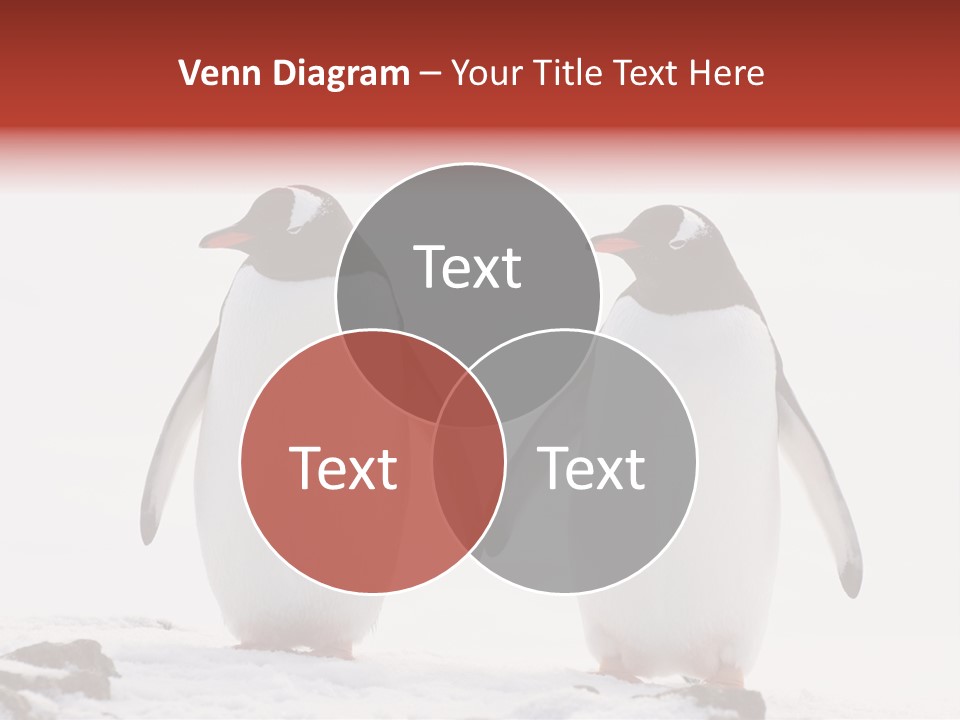 Tourism Pygoscelis Papua Wildlife PowerPoint Template