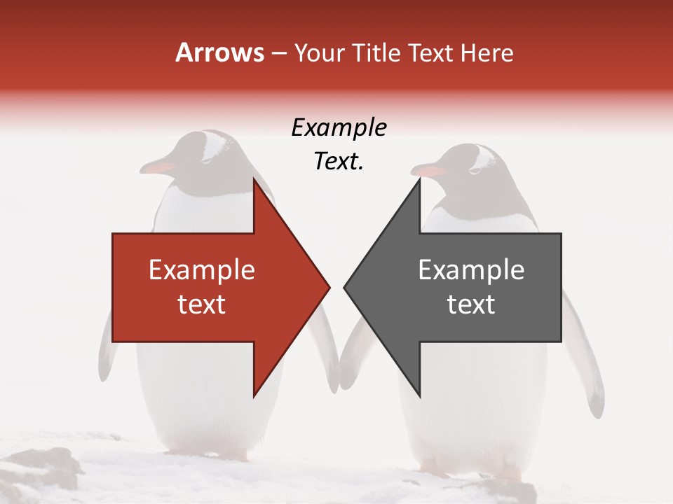 Tourism Pygoscelis Papua Wildlife PowerPoint Template