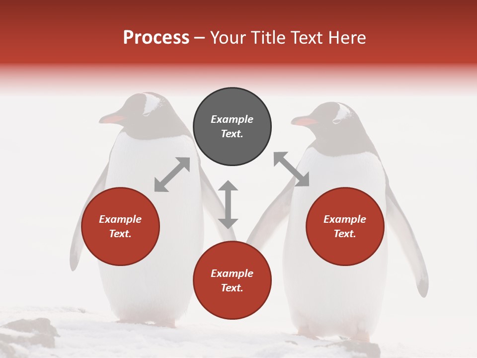 Tourism Pygoscelis Papua Wildlife PowerPoint Template