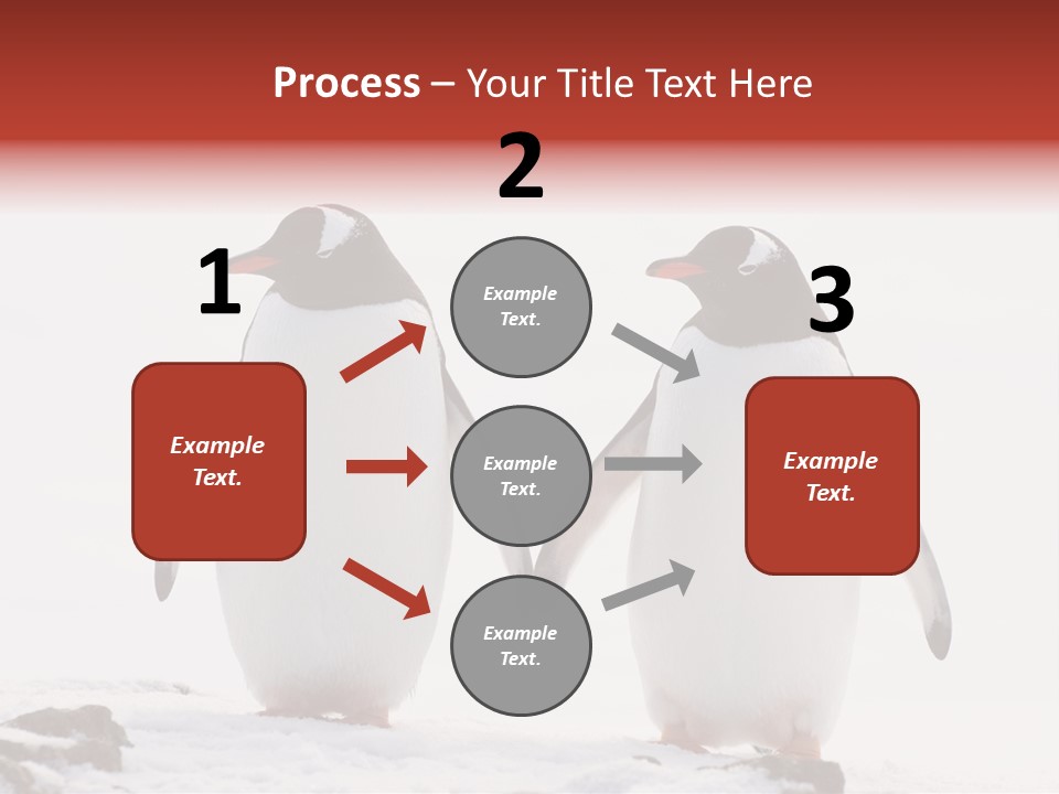 Tourism Pygoscelis Papua Wildlife PowerPoint Template