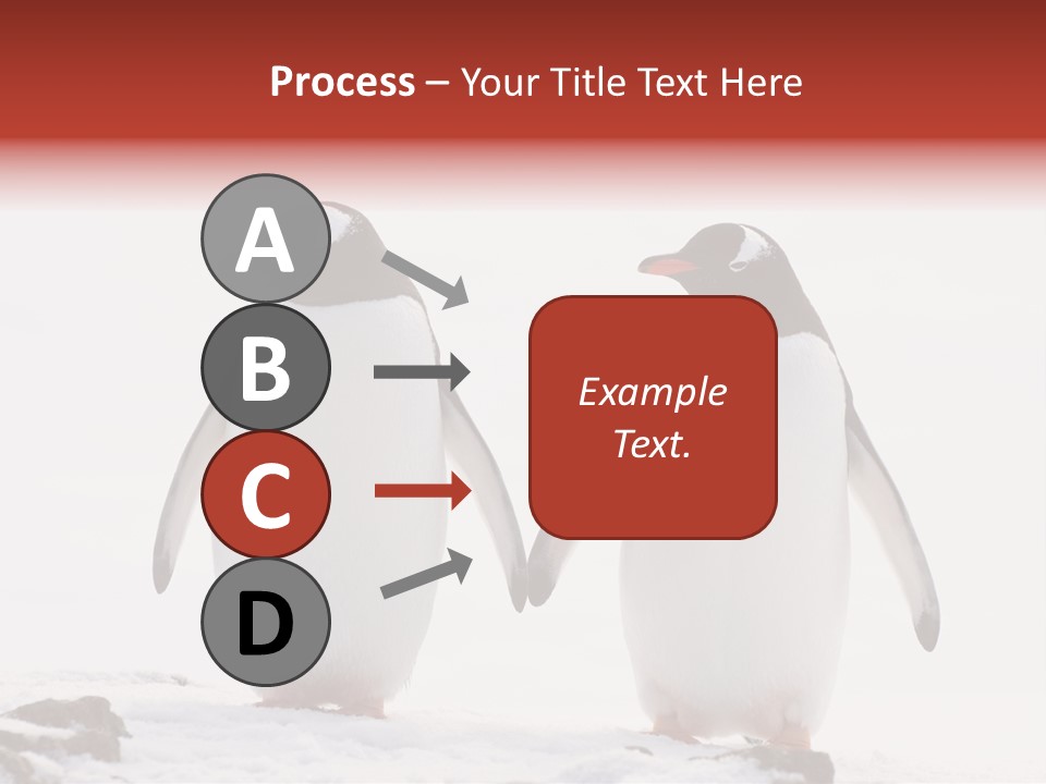 Tourism Pygoscelis Papua Wildlife PowerPoint Template